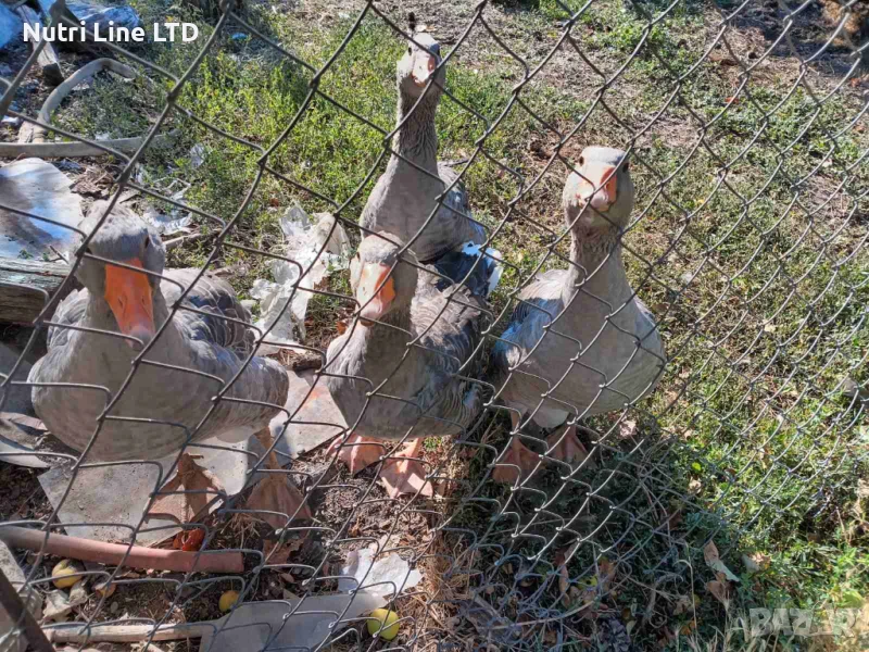 Домашни гъски, снимка 1