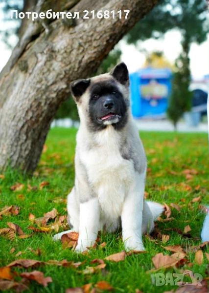 американска акита kученце, снимка 1