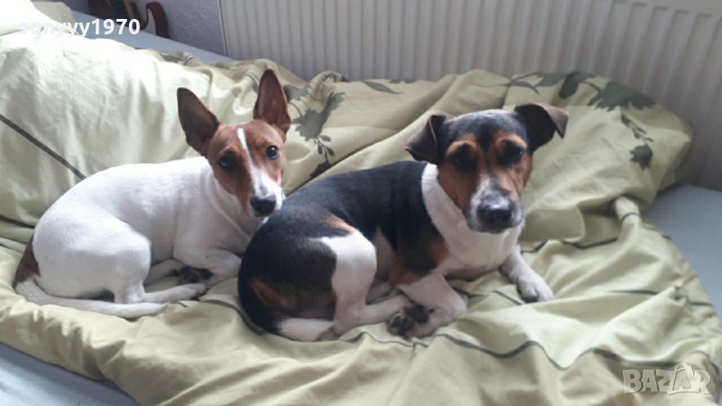 джакове 0302221923, снимка 1