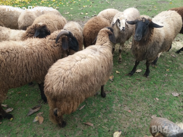 Агнета, снимка 6 - Овце - 47164067