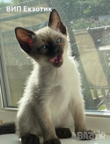 ПРОДАВА СИАМСКИ КОТЕТА