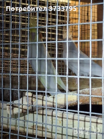 Чифт корели, снимка 11 - Папагали - 53296344