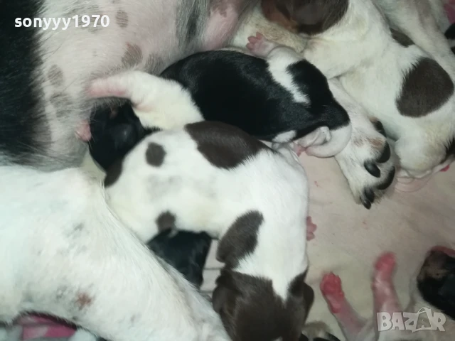 джак ръсел 1308251505, снимка 12 - Джак ръсел териер - 51353459