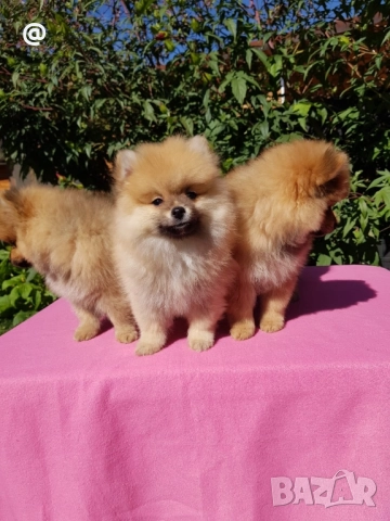 Померан померани Гр. София, снимка 6 - Померан - 51952079
