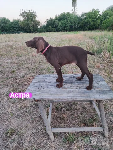 Немски курцхаар , снимка 12 - Курцхаар - 55767159