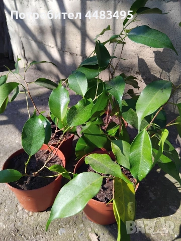 Цвете Бенджамин , снимка 2 - Стайни растения - 53734175