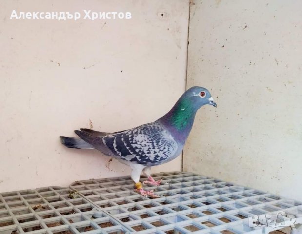 Спортни гълъби , снимка 13 - Гълъби - 30973040