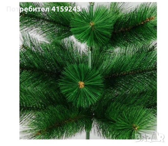 Коледно борче със зелени връхчета