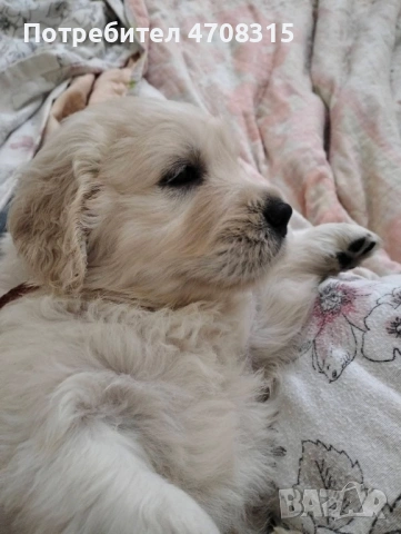 Голдън ретривър момче чистокръвно момченце, снимка 4 - Голдън ретривър - 53221846
