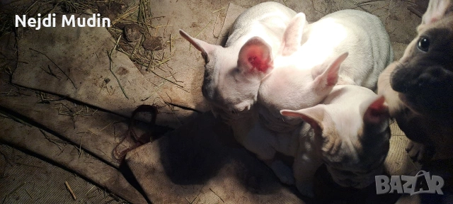 френски булдочета, снимка 13 - Френски булдог - 53112390