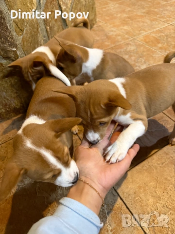 Басенджи (Basenji) – Елитни кученца от развъдник, снимка 3 - Други - 53605389