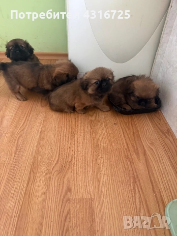 Пекинези, снимка 3 - Пекинез - 53767849