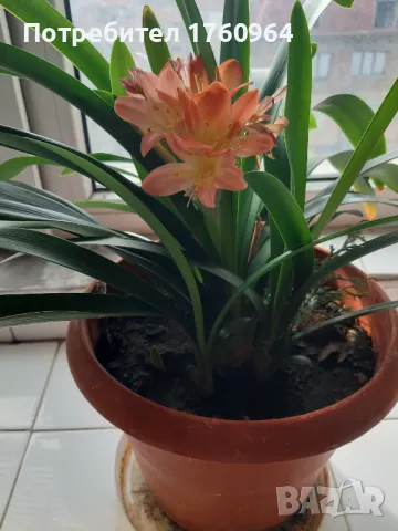 Кливия, снимка 3 - Стайни растения - 41619806