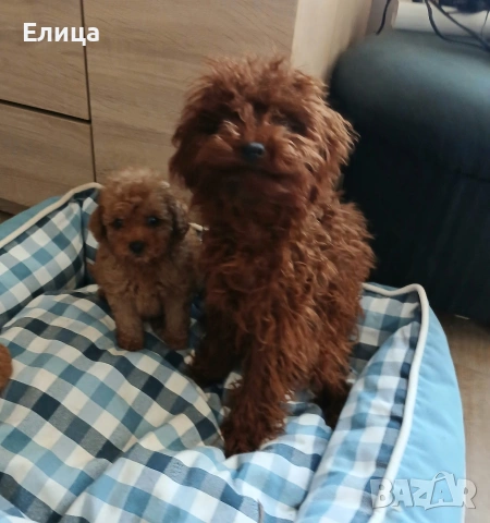 Пудел той момченце , снимка 4 - Пудели - 51622611