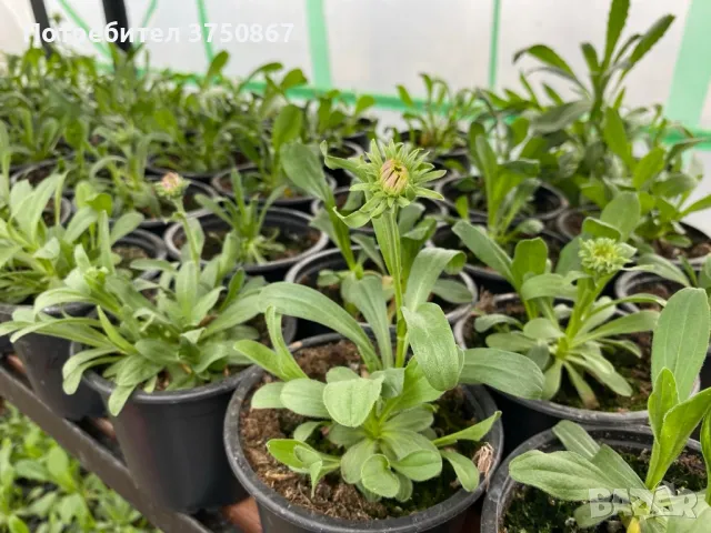 💜🩷💜 МНОГОГОДИШНА АЛПИЙСКА АСТРА
 /Aster alpinus/ 💜🩷💜, снимка 13 - Градински цветя и растения - 49778130