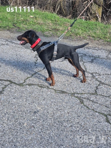 Елитен мъжки ягдтериер за разплод 