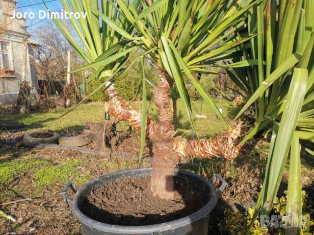 Палма юка външна студоустойчива, снимка 9 - Градински цветя и растения - 53031740