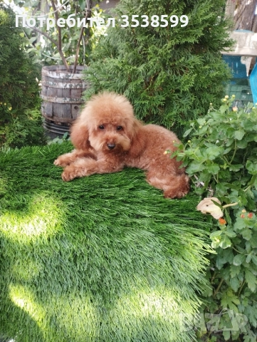 Той Пудел , снимка 1