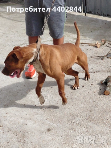 Продава се питбул , снимка 4 - Питбул - 53598731