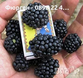 Къпина Лох Нес Без Бодли Студоустойчиви, снимка 3 - Разсади - 47597426