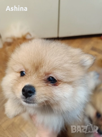 померан мини, снимка 8 - Померан - 53597861