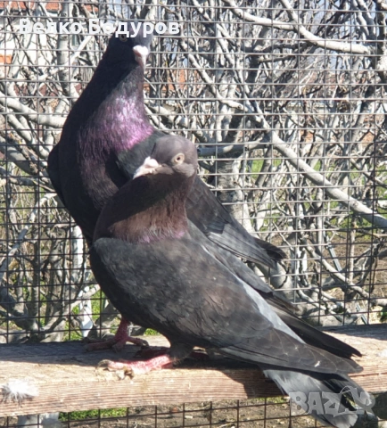 Пазарджишки високо летци. , снимка 7 - Гълъби - 52265511