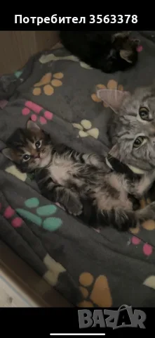 Maine coon чистокръвни, снимка 9 - Мейн кун - 56132815