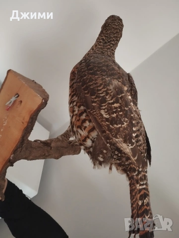 препариран женски глухар, снимка 5 - Антикварни и старинни предмети - 53844839