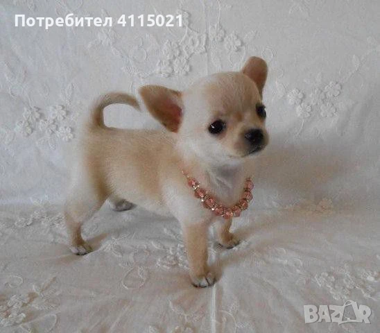 Мини чихуахуа, снимка 8 - Чихуахуа - 45990587