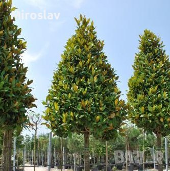 Магнолия Грандифлора (Вечнозелена), снимка 6 - Градински цветя и растения - 41378647