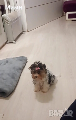 Бивър йоркширски териер 