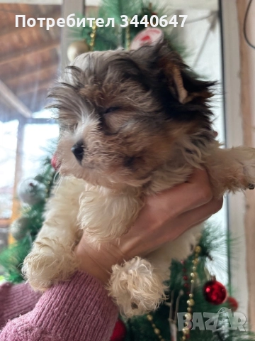 Мъжко йорки, снимка 6 - Йоркширски териер - 52553604