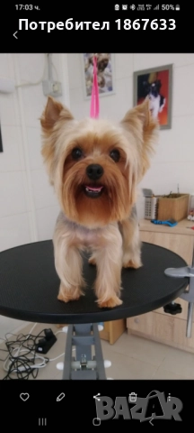 Продавам  йоркширски териер и бивер йорк на различни възрасти, снимка 1