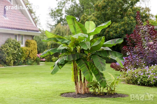 Муса Ever Red – Декоративен Червен Банан, снимка 4 - Разсади - 52714295