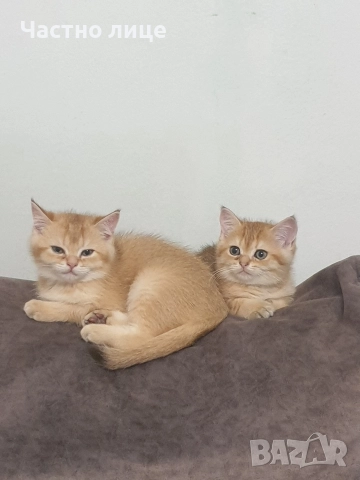 Шотландски котета златна чинчила., снимка 12 - Чинчили - 52171934