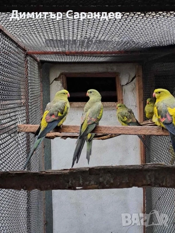 Продавам Планински папагали, снимка 2 - Папагали - 53447140