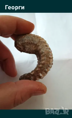 Фосил стрида, снимка 4 - Други ценни предмети - 50110044