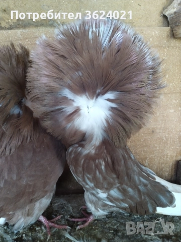 Продавам якалии 