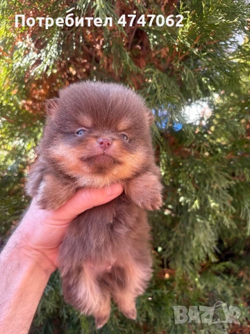 Померан момчета и момиче