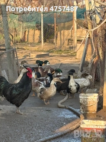 Патици, снимка 3 - Патици и гъски - 53742062