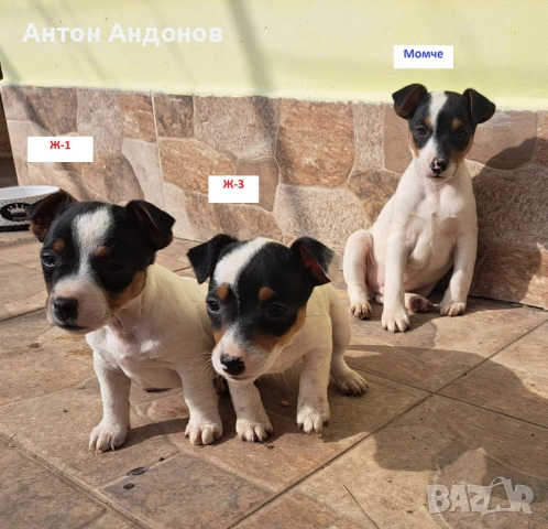 Джак Ръсел Териер, снимка 10 - Джак ръсел териер - 53382159