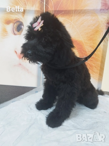 Мини пудел, снимка 4 - Пудели - 52592875