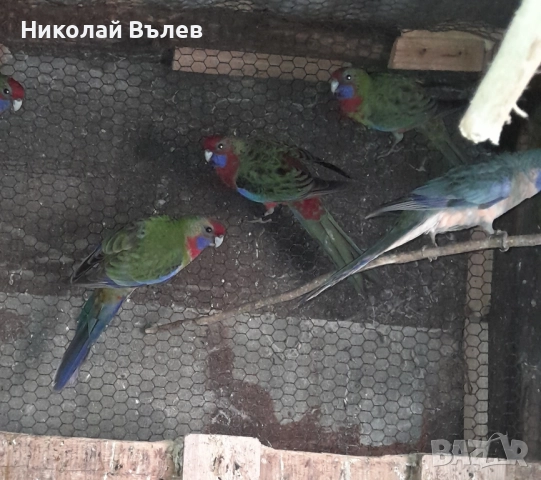 Пенанти , снимка 13 - Папагали - 52105277