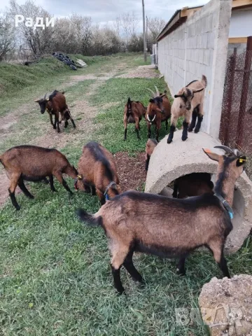 Продавам мъжки ярета френски алпин , снимка 5 - Други - 49669117