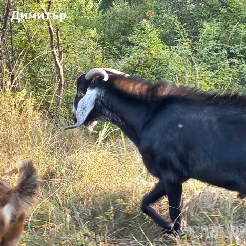 Англонубийски пръч , снимка 5 - Кози - 51702599