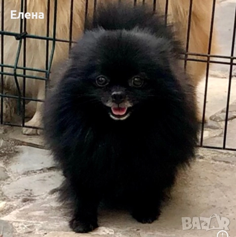 Померанчета, снимка 6 - Померан - 52484327