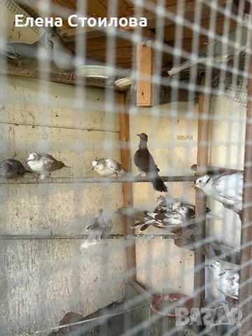 Различни видове гугутки, гр.Пещера, снимка 6 - Гълъби - 50148737