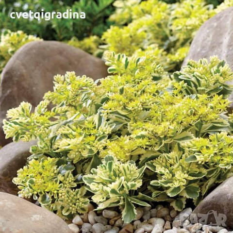 Sedum takesimense Atlantis(Седум Атлантис), снимка 2 - Градински цветя и растения - 41607585