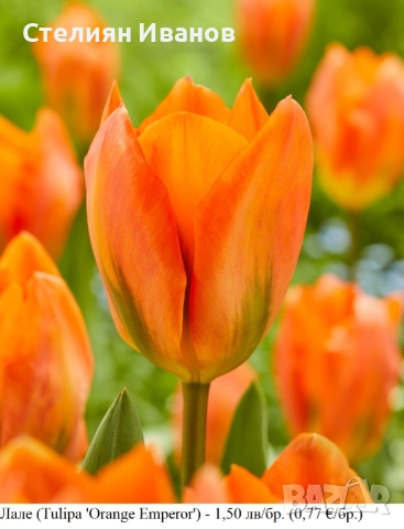 Лале (Tulipa 'Orange Emperor') – луковици