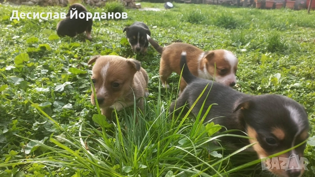 Джак Ръсел Териер